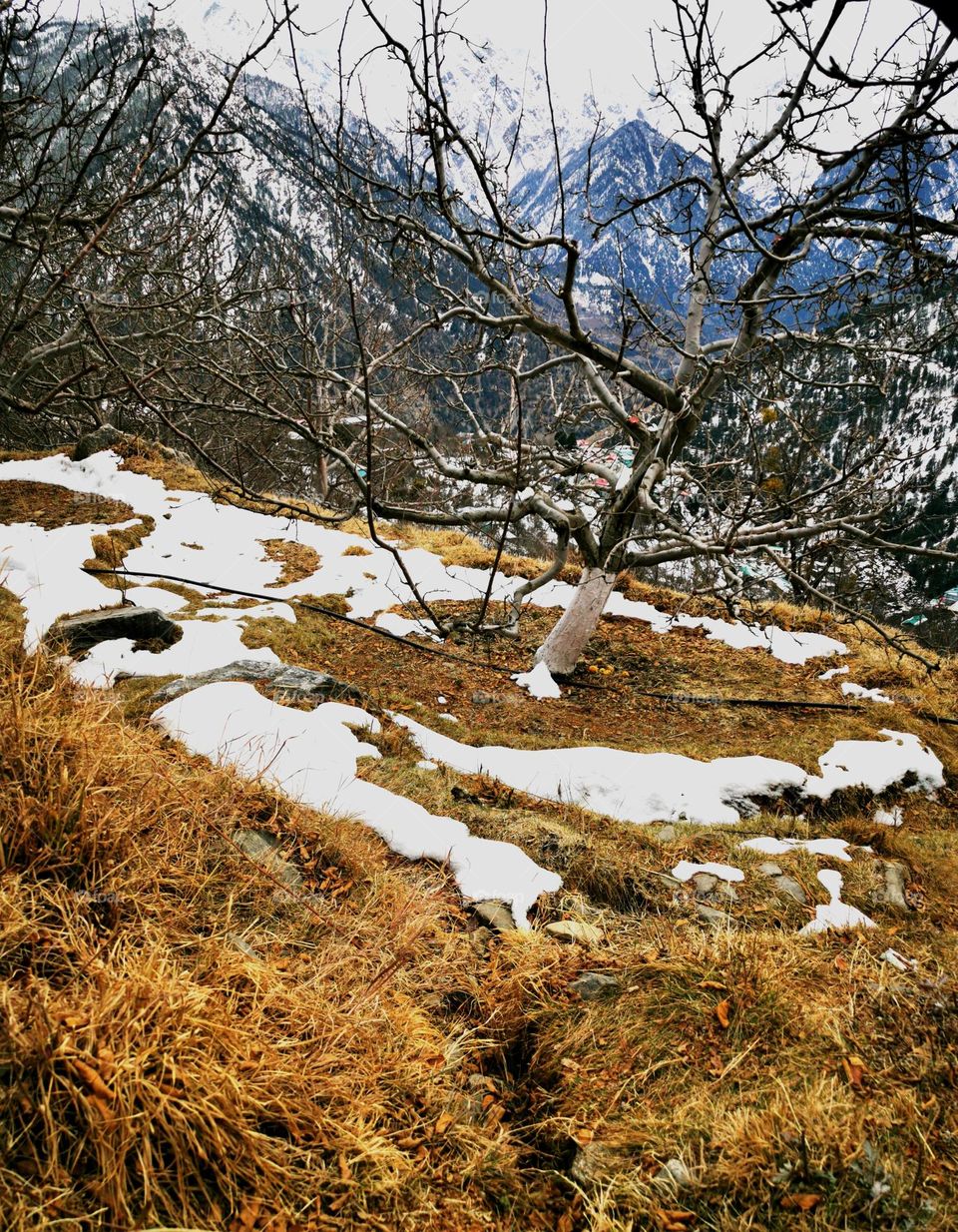 tree blossoming in winter