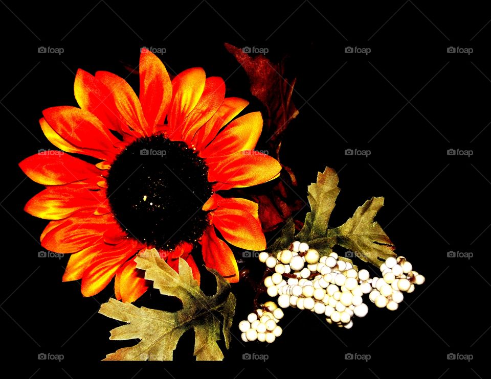 Sunflower still-life, taken in my make-shift, home photography studio. Learning all the techniques needed for a good shot.