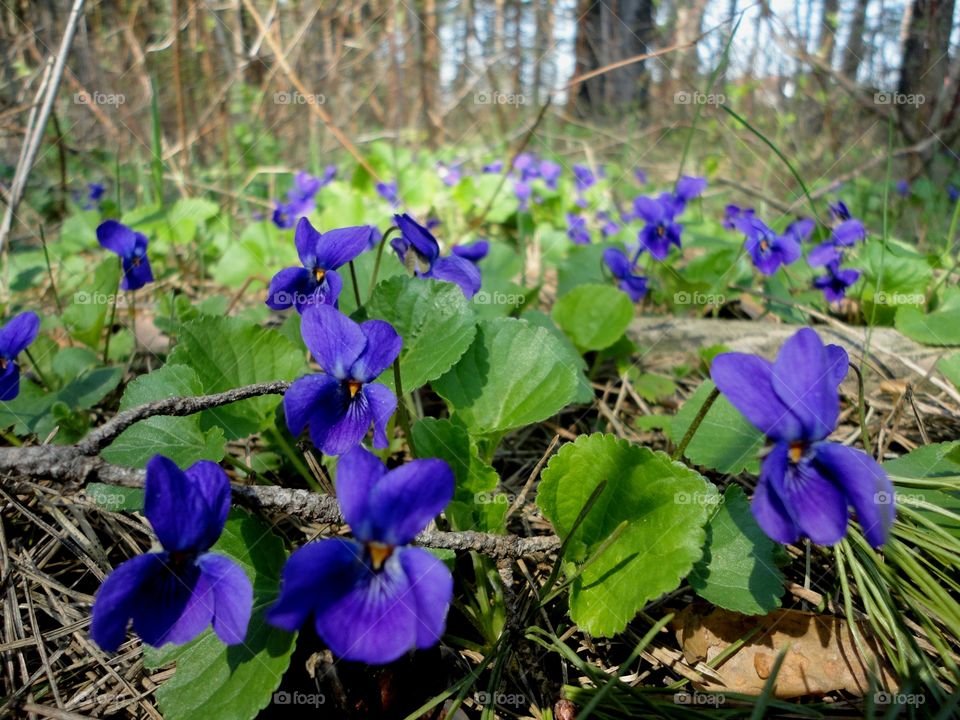 Nature, Flower, Flora, Leaf, Garden