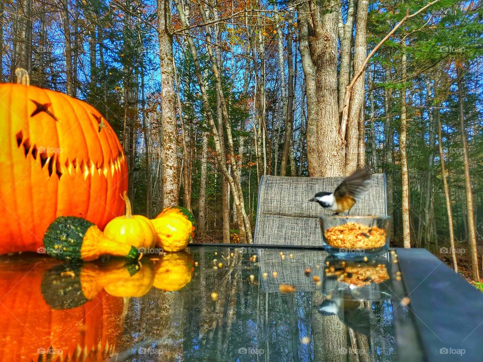 Feeding wild birds