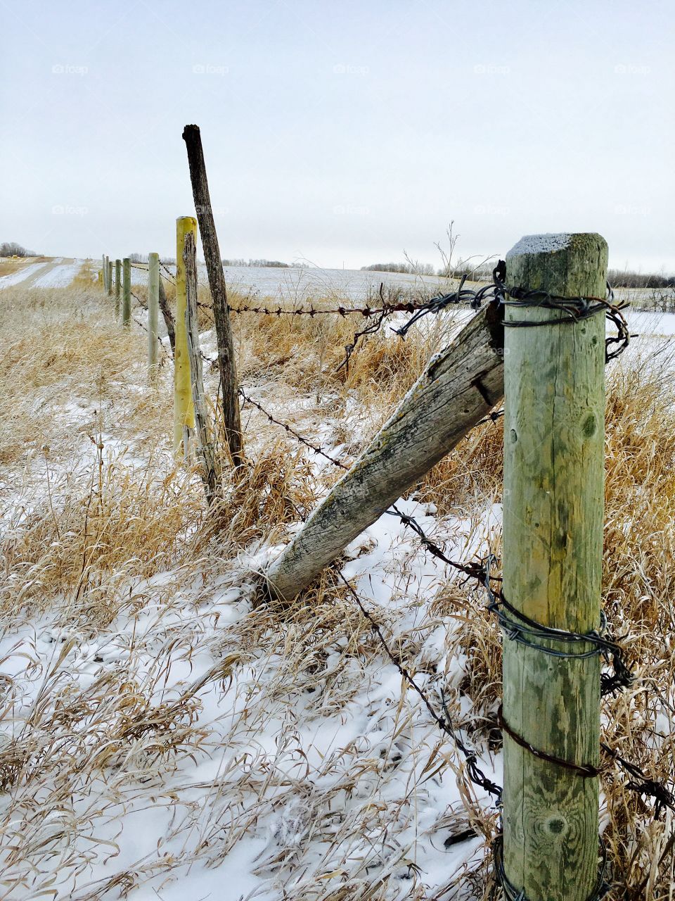 Winter fence line 