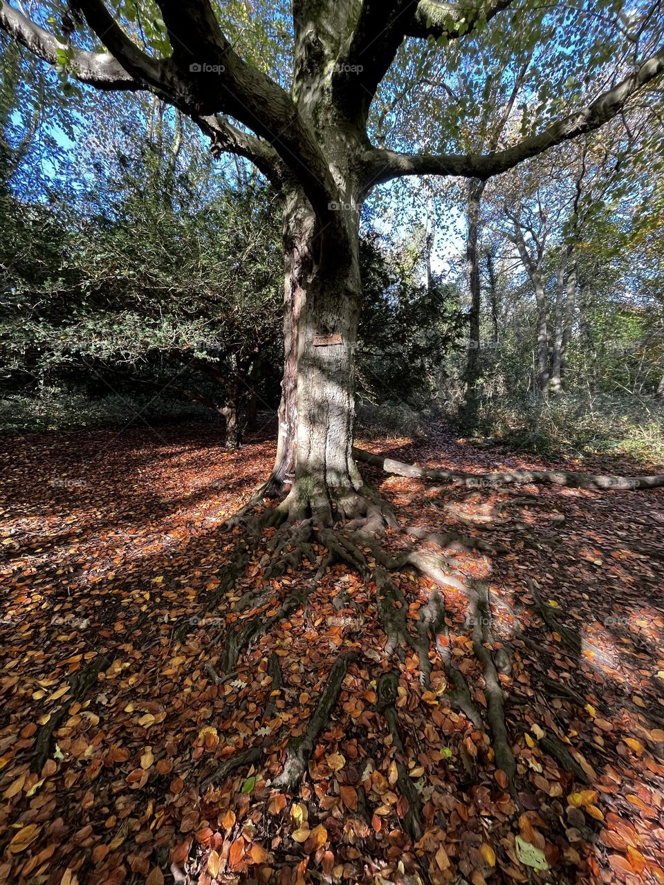 Autumn tree