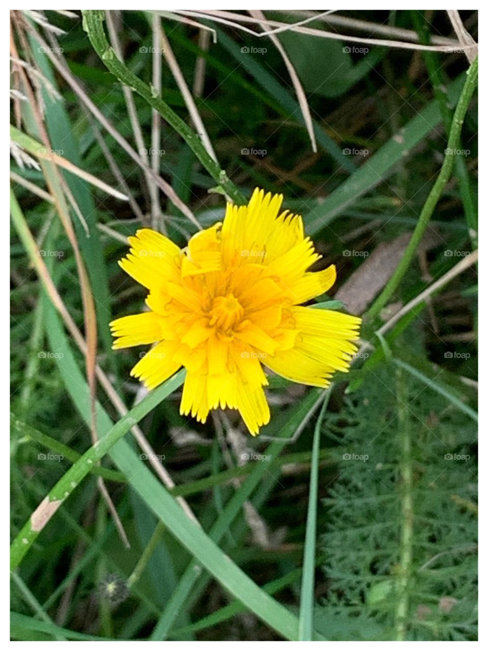 Fleurs ~ Flowers 🌻