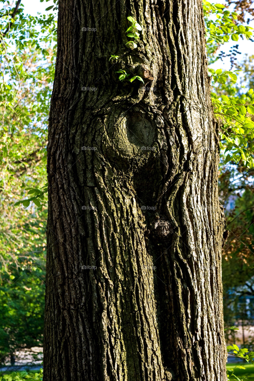 boston botany outdoors photography by jmsilva59