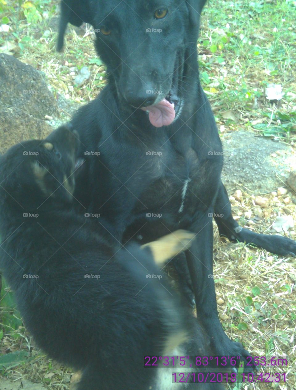 Happy Pat with solid gold.