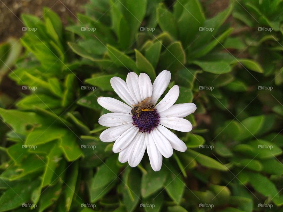 Wasp in the flower's garden