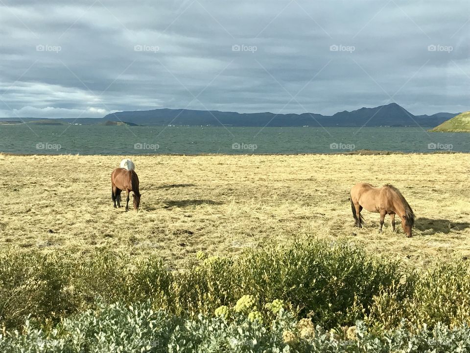 Icelandic Horses
