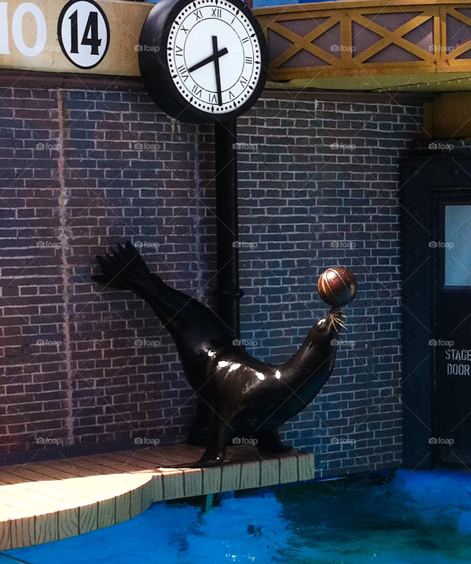 Sea Lion Performs at San Diego Zoo