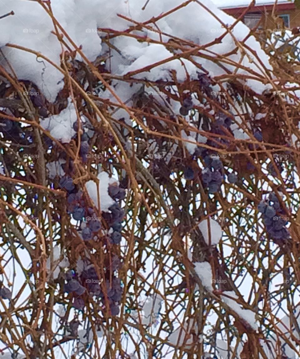 Chilled wine on the vine 