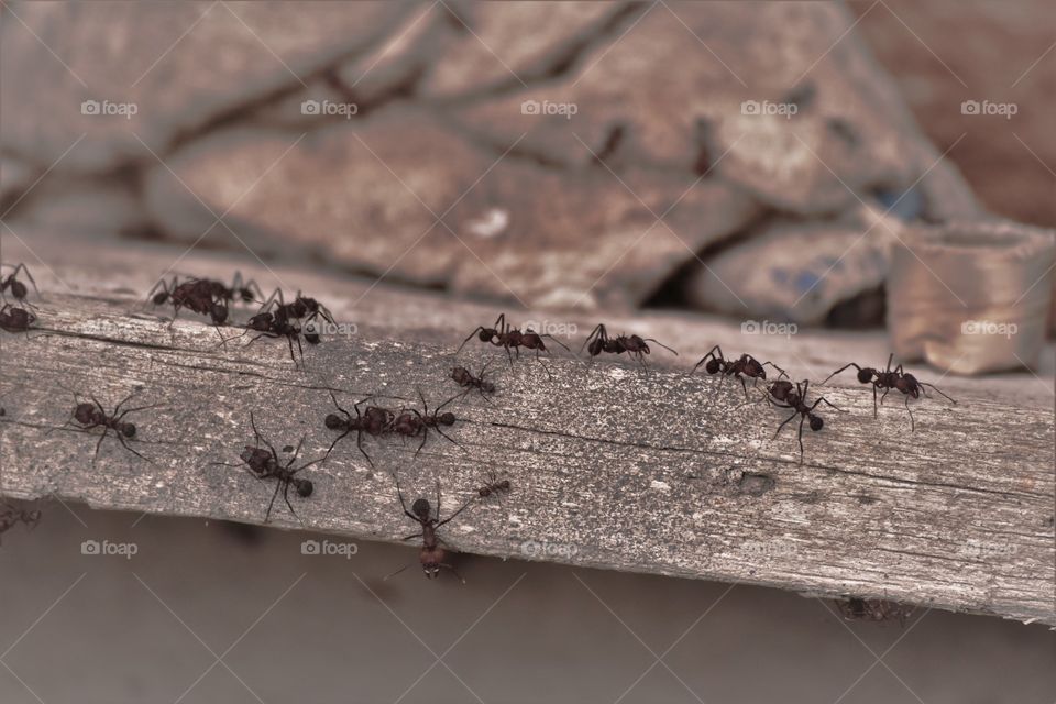 Ants / Formigas