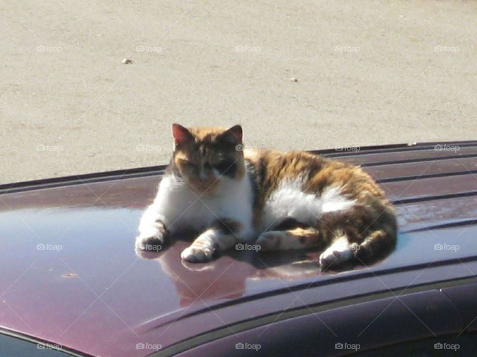 cat laying on the top of a car