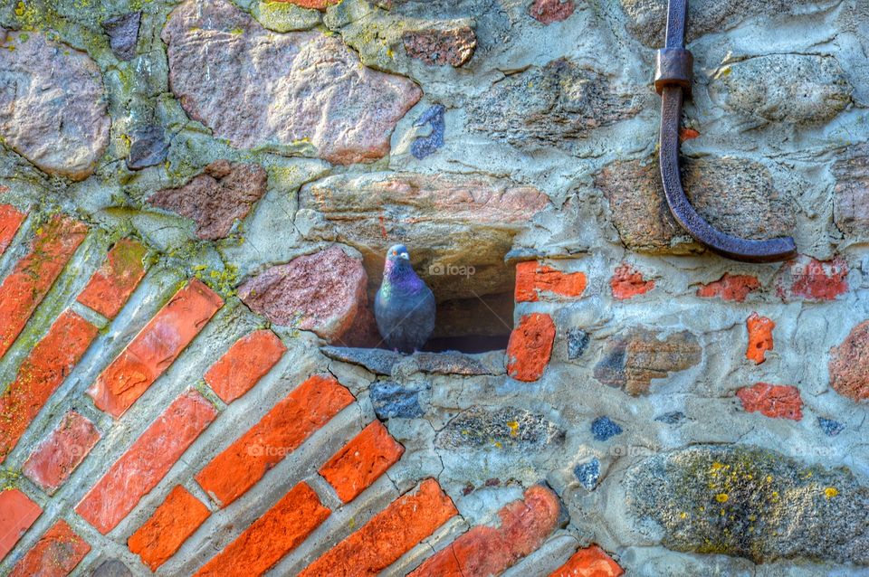 Pigeon and red bricks