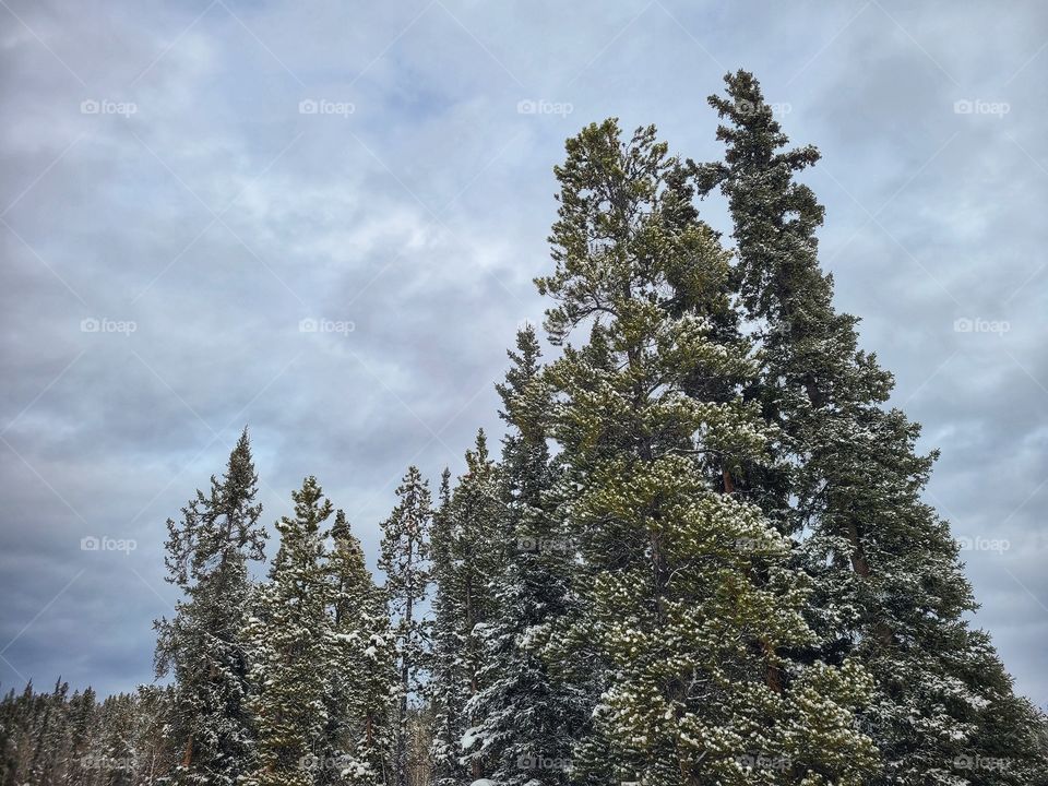 Pine trees standing tall in grey winter skies