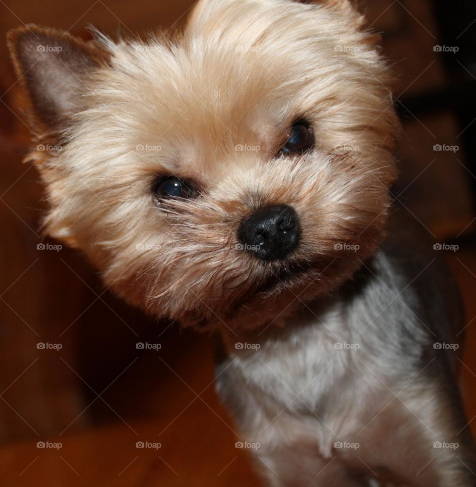 Yorkshire terrier