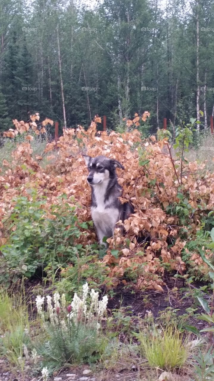 hiding husky. my Alaskan Husky in the brush