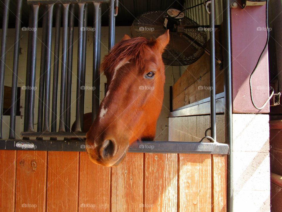 Waiting for Dinner. Horse waiting to be fed