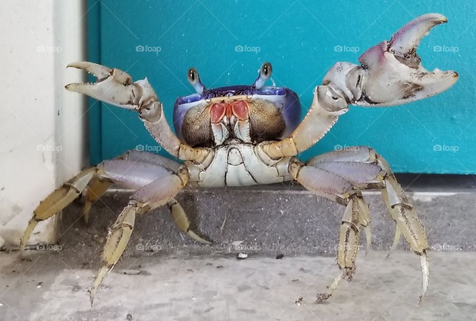 land crab at my front door