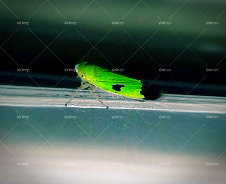 Closeup shot of tiny leafhopper.Leafhopper is a common name applied to any species from the family Cicadellidae.We also call these Diwali bugs/ Shyama-poka in Bengal.These
 tiny leaf hopper occurs in plenty at the time of Diwali.