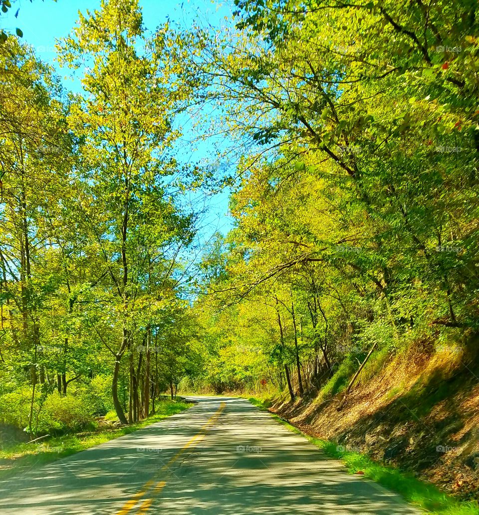 Empty road passing through forest