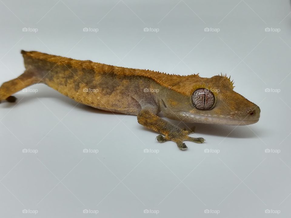 Crested gecko closeup shot