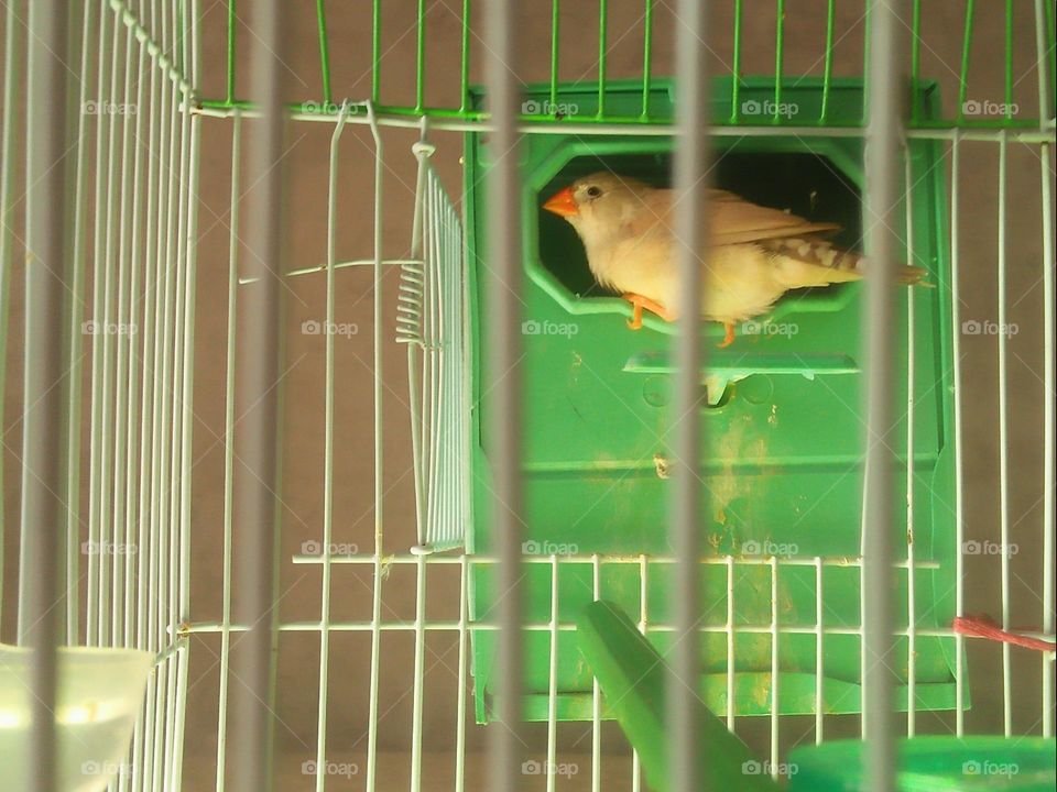  Colored birds inside the cage