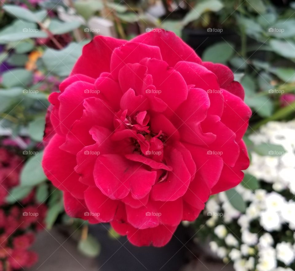 ruby red rose in full bloom