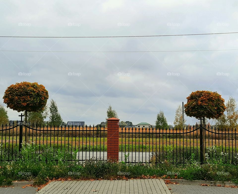 pair of trimed trees behind a fence