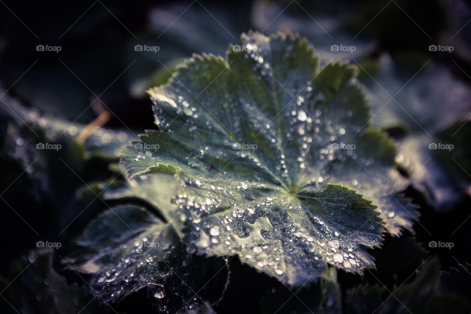 Plant in rain