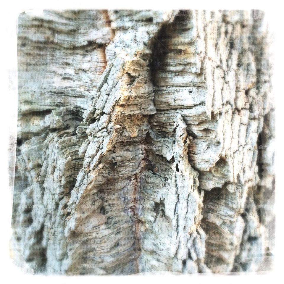 Bark