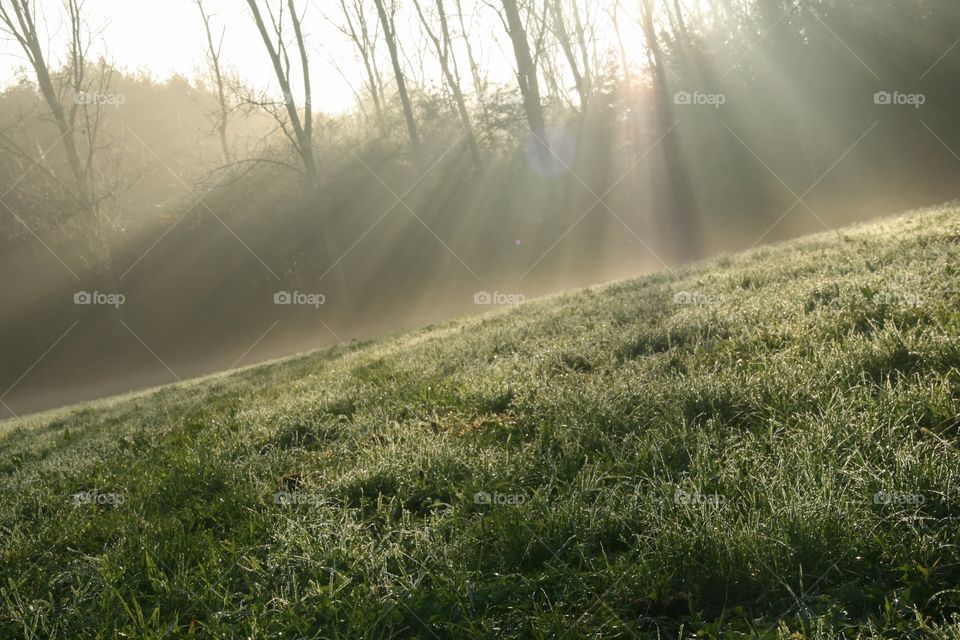 A beautiful morning with sun rays coming trough the trees in the park