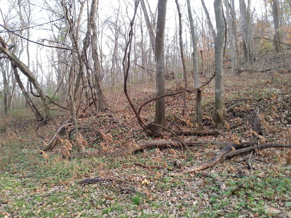 Fall in Weston Star State Park