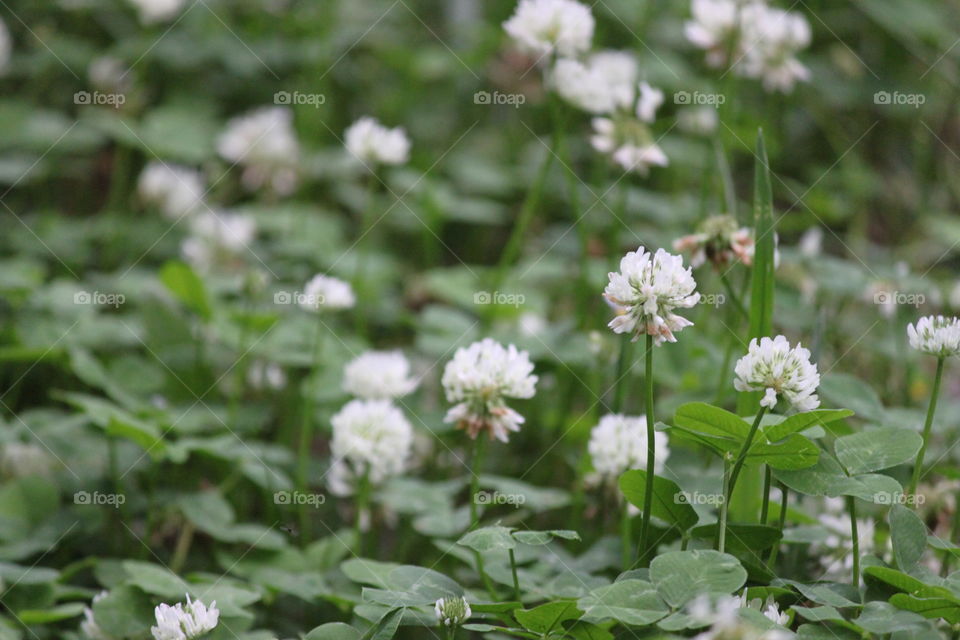 white flowering clover