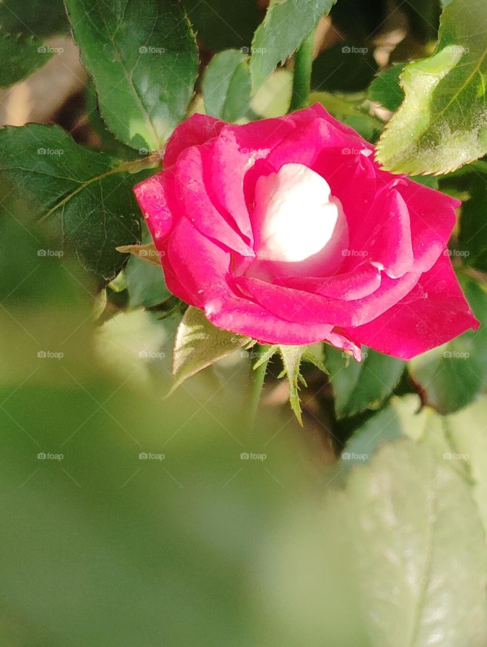 rose pink flower seasonal fresh shurb small size looks very beautiful generally found everywhere
