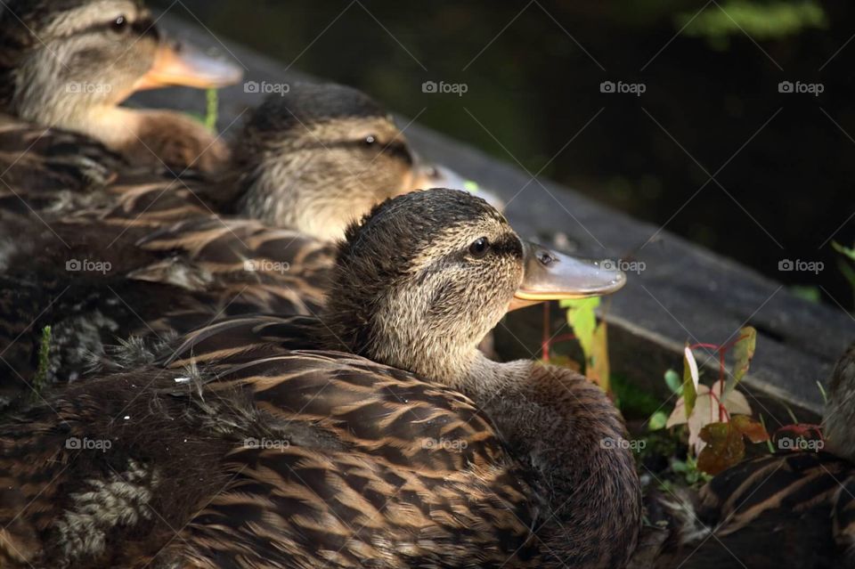 Ducklings at Tinker