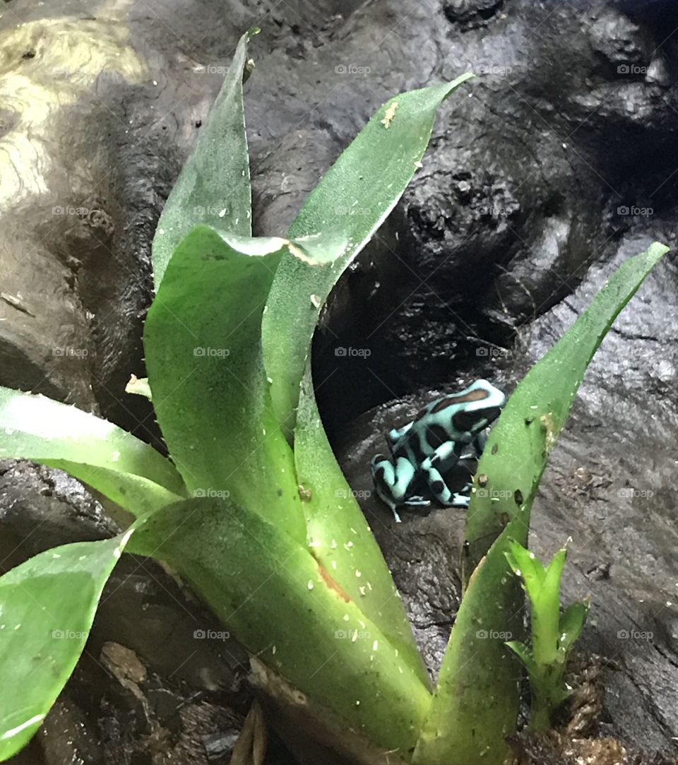 Frogger - frog on rock