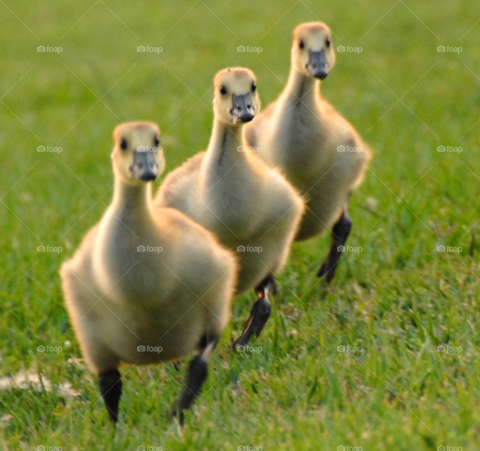 nature baby birds family by lightanddrawing