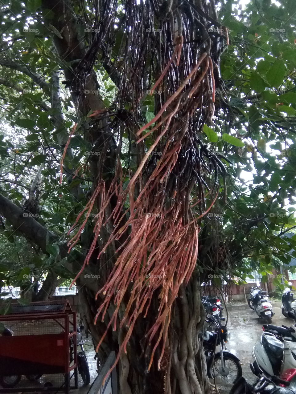 Old Banyan with aerial roots at Bathinda city.