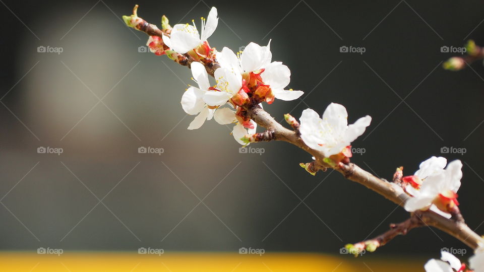 Flower, No Person, Cherry, Apple, Nature