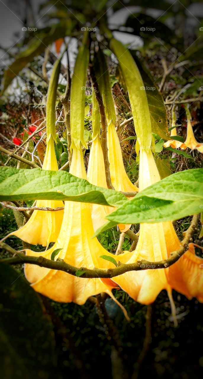 Trumpet flower 2 (orange)