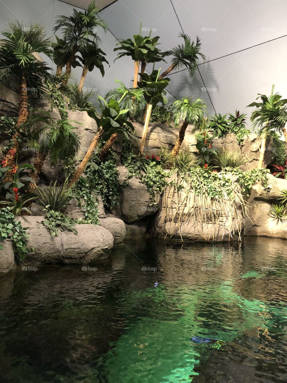 Aquarium scenes
