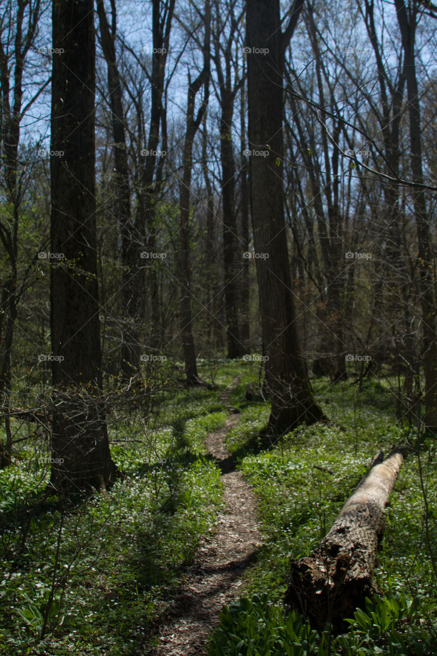 path way. a path throw the woods