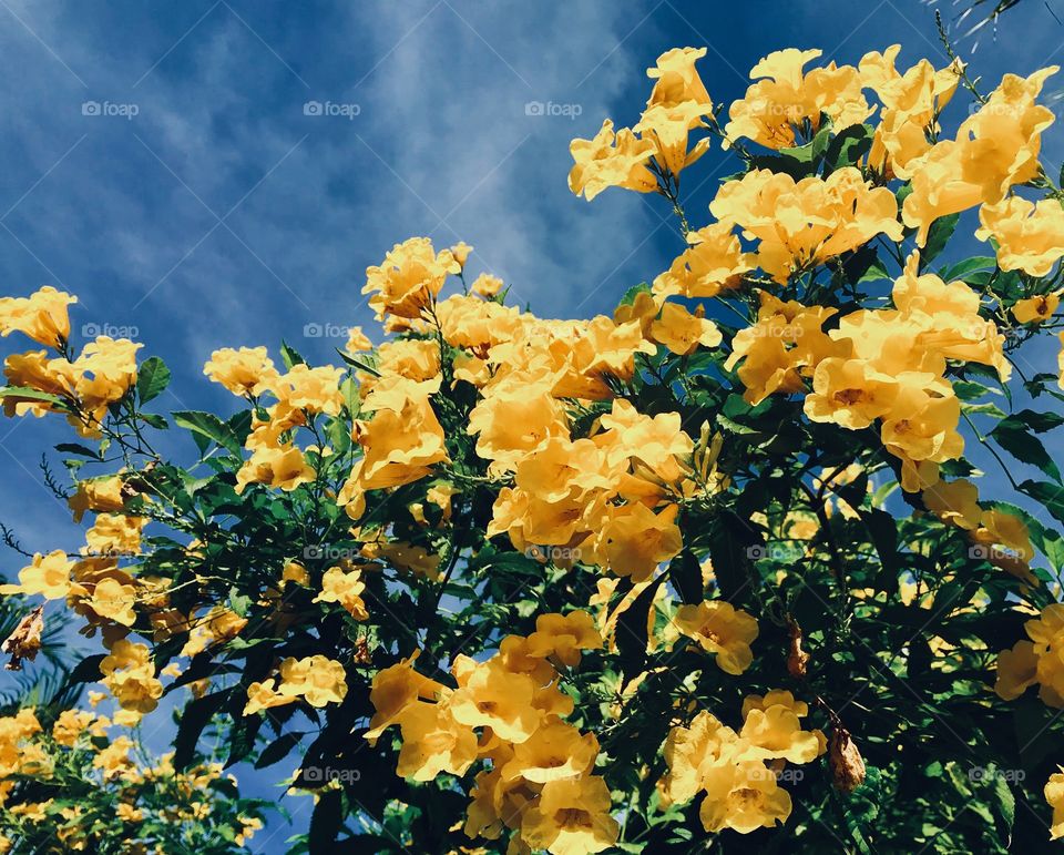 What a yellow what a blue! 