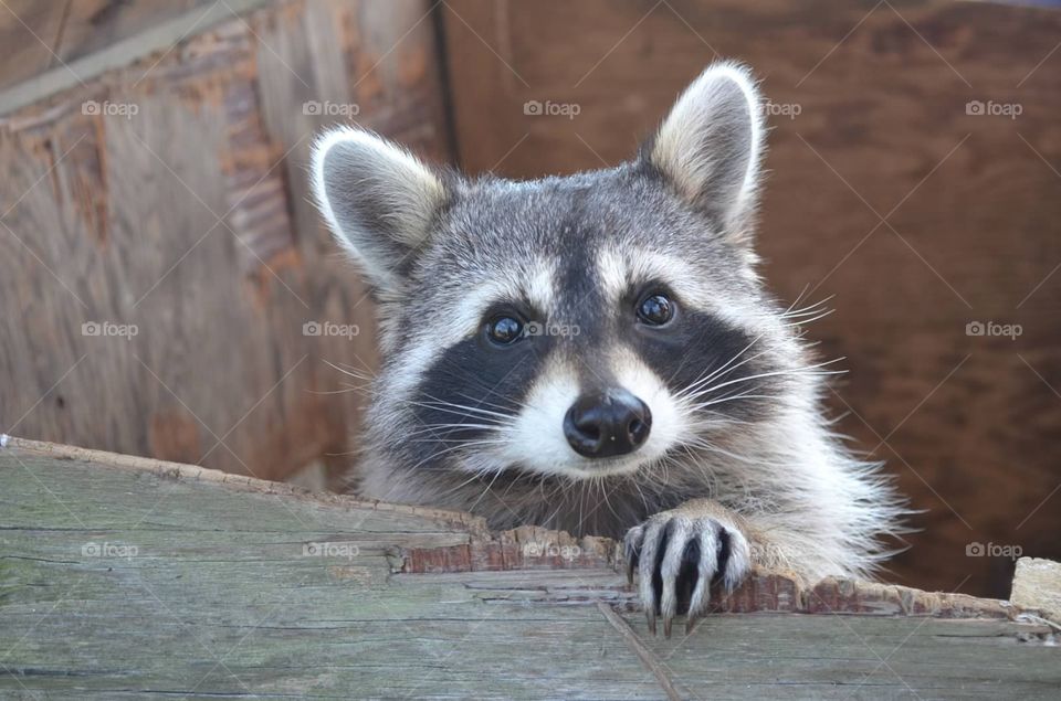Raccoon . Close up of raccoon 