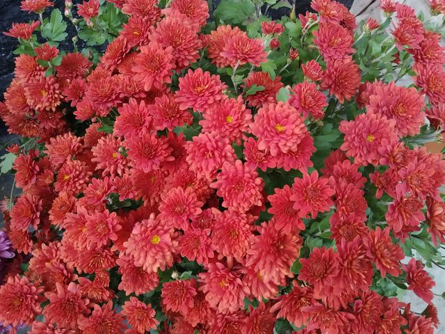 Red chrysanthemum