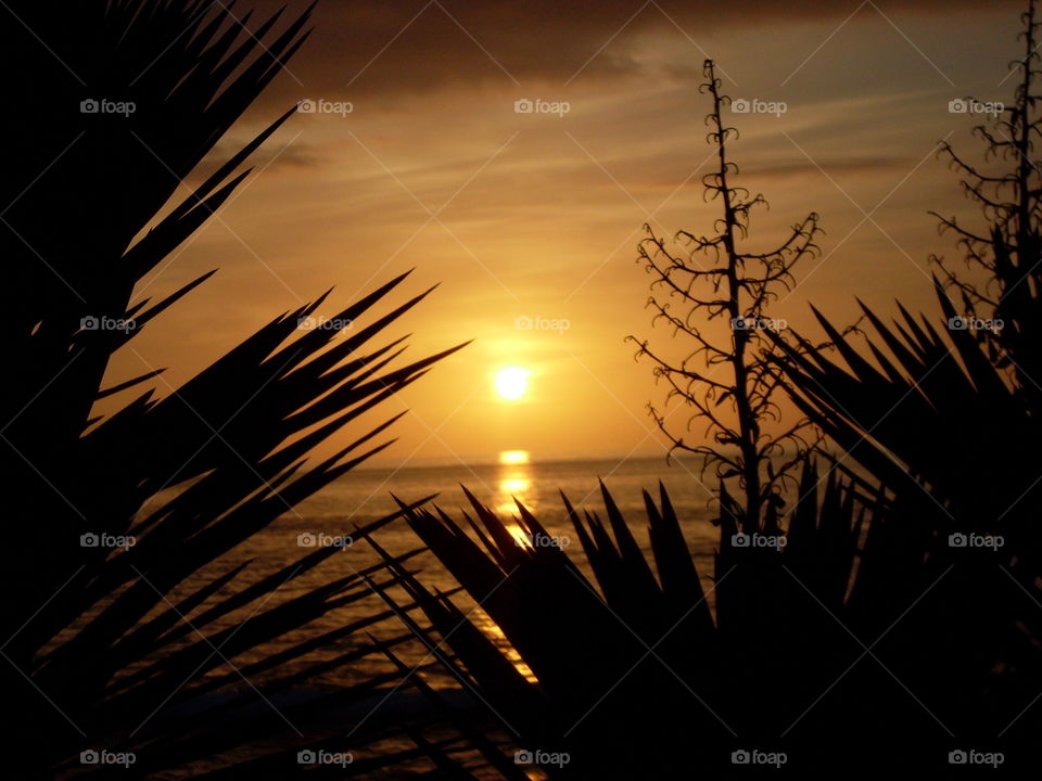 Sunset and palms.