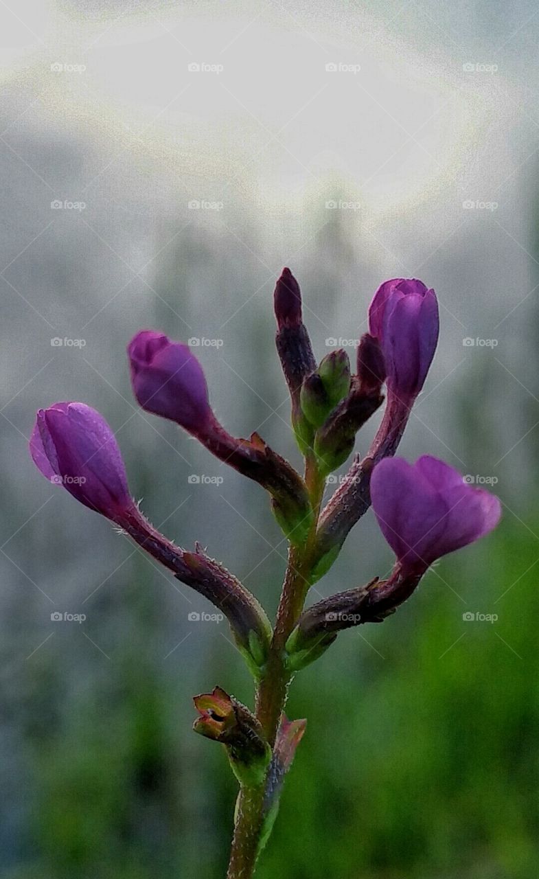 Flower and buds