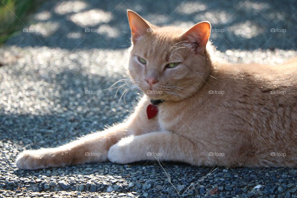 Kitten purring on the afternoon sunshine 