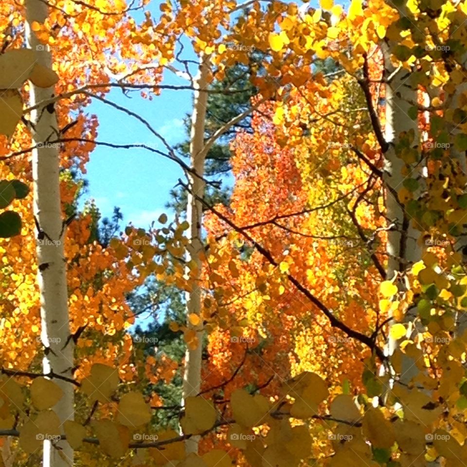 Trees of autumn 
