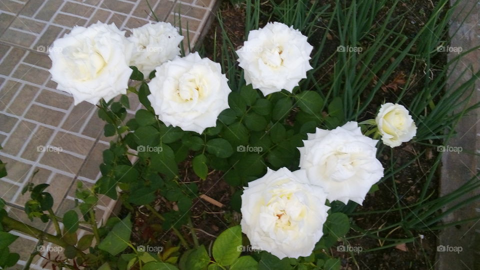 White Rose