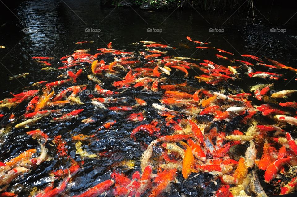 Fish, Water, No Person, River, Outdoors